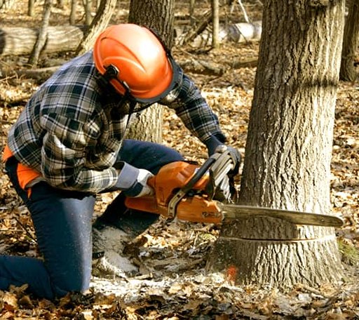 Tree Removal in Hosston, LA